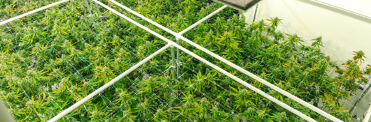 Overhead view of the bright green plant canopy at a legal commercial cannabis warehouse