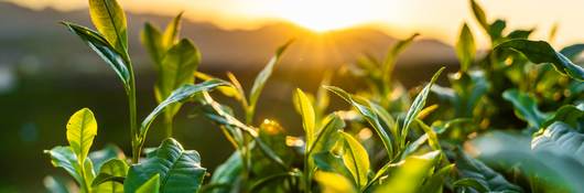 closeup of green plants against hilly sunrise. 