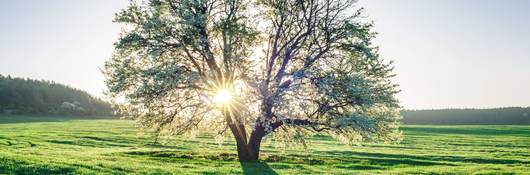 Tree and sun.