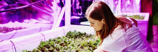 Horticultural professional checking on plant growth in the glow of a horticultural lighting system.