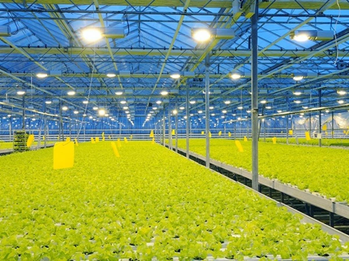 rows of lettuce growing under greenhouse supplemental lighting