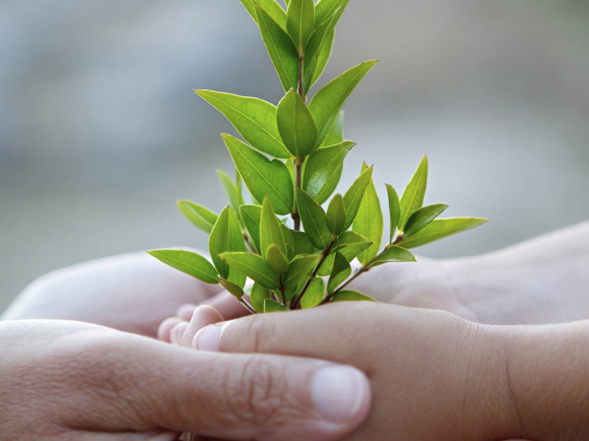 An adult’s hands hold a child’s hands that are supporting a sapling
