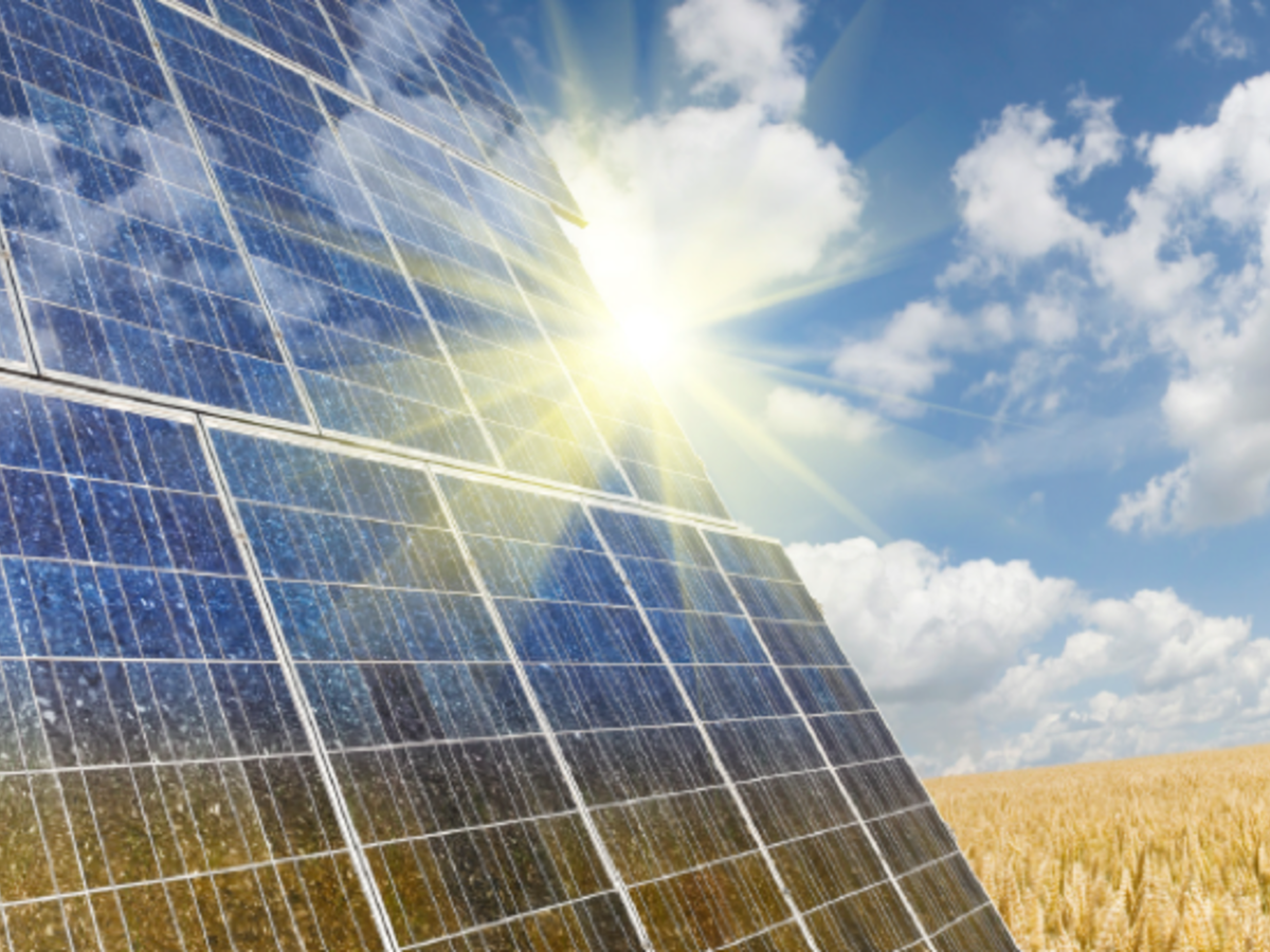 Solar panels in a wheat field