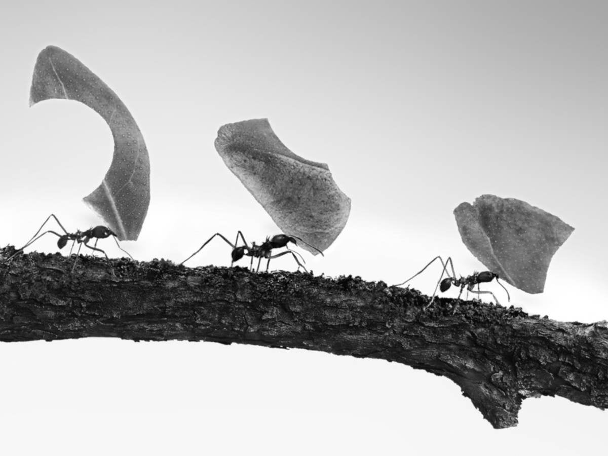 Three ants carrying large pieces of food. 