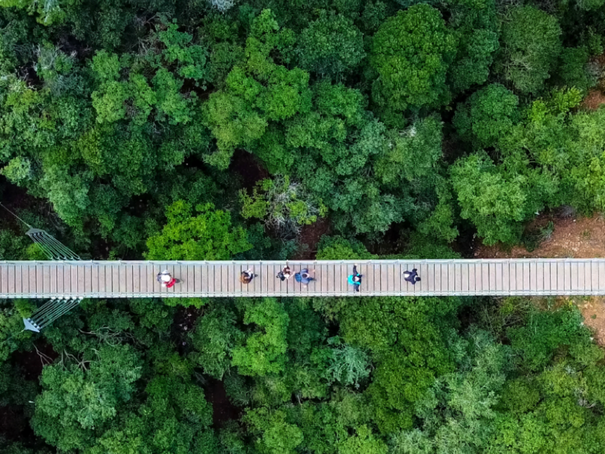 People on suspension bridge over tree tops