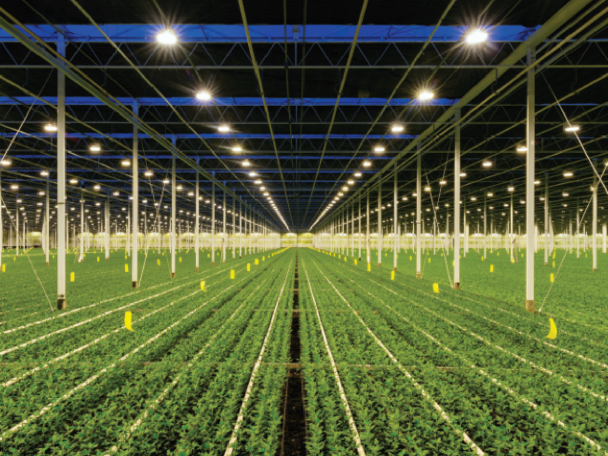 Indoor growing facility of plants