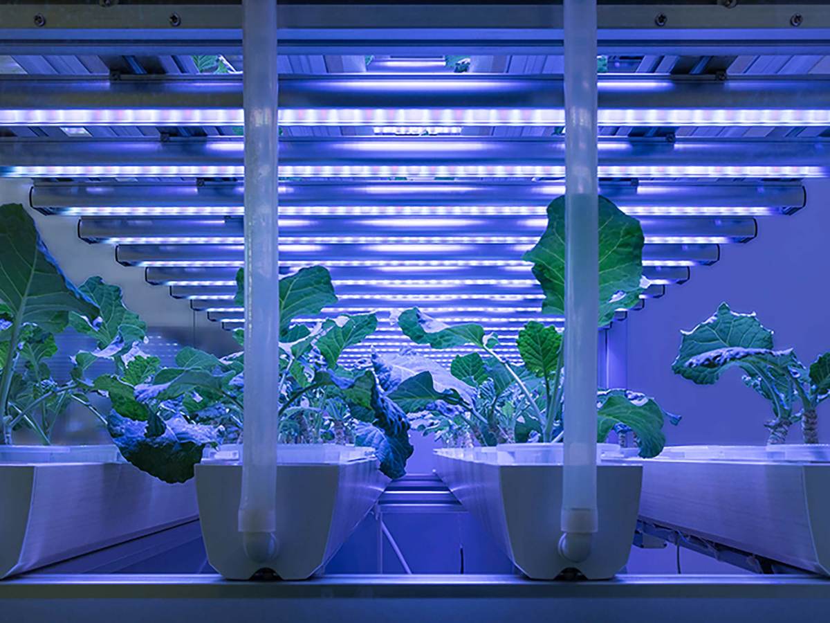 LED Agriculture