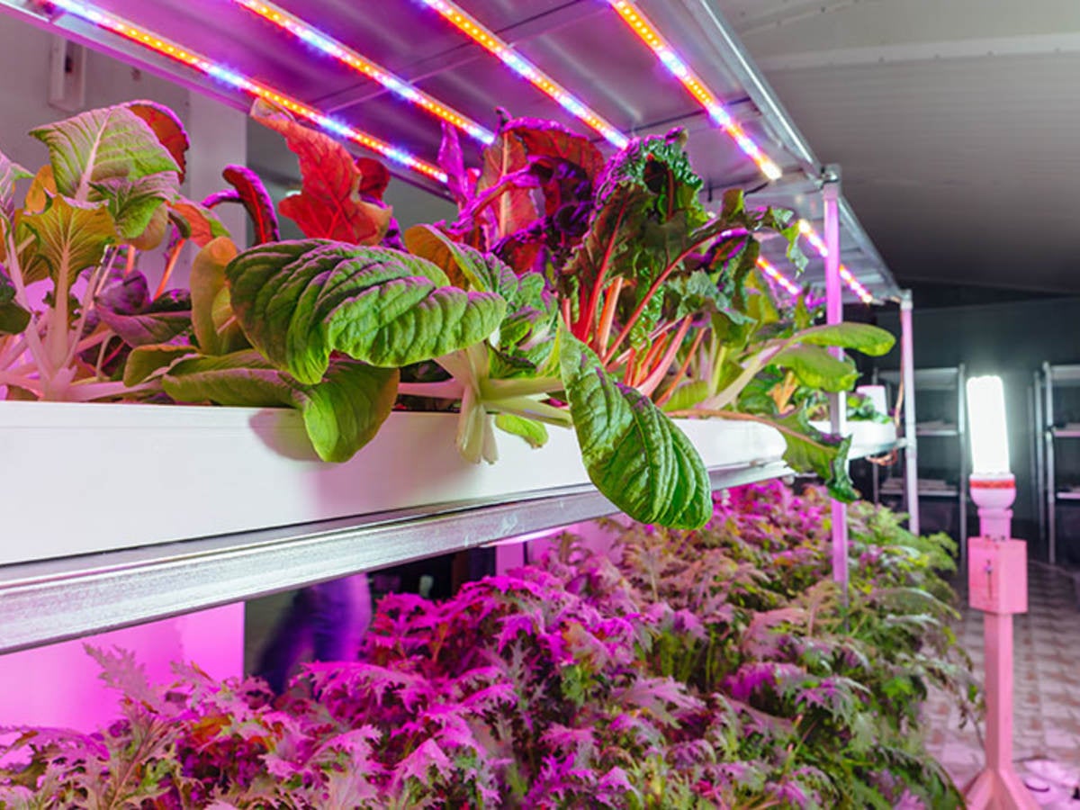 Horti