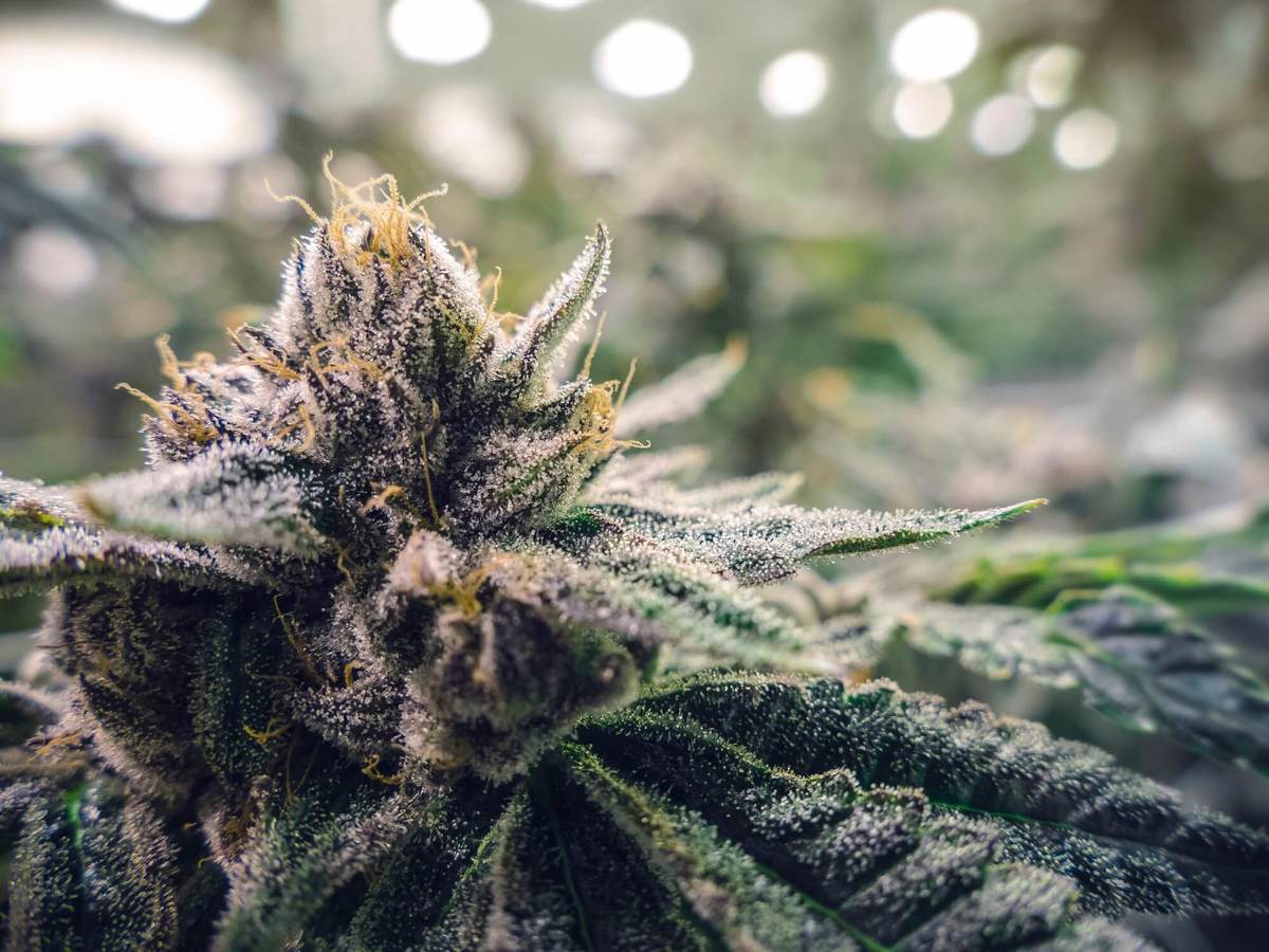 A cannabis bud grows under horticultural lights at a commercial farm.