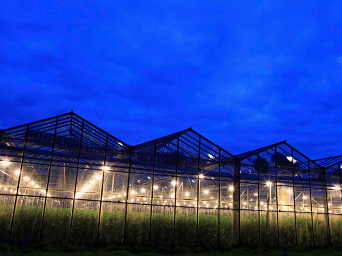 An outside view looking in on a cannabis farm. 