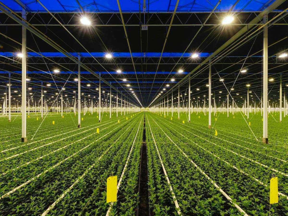 Horticultural lighting shines on indoor plants