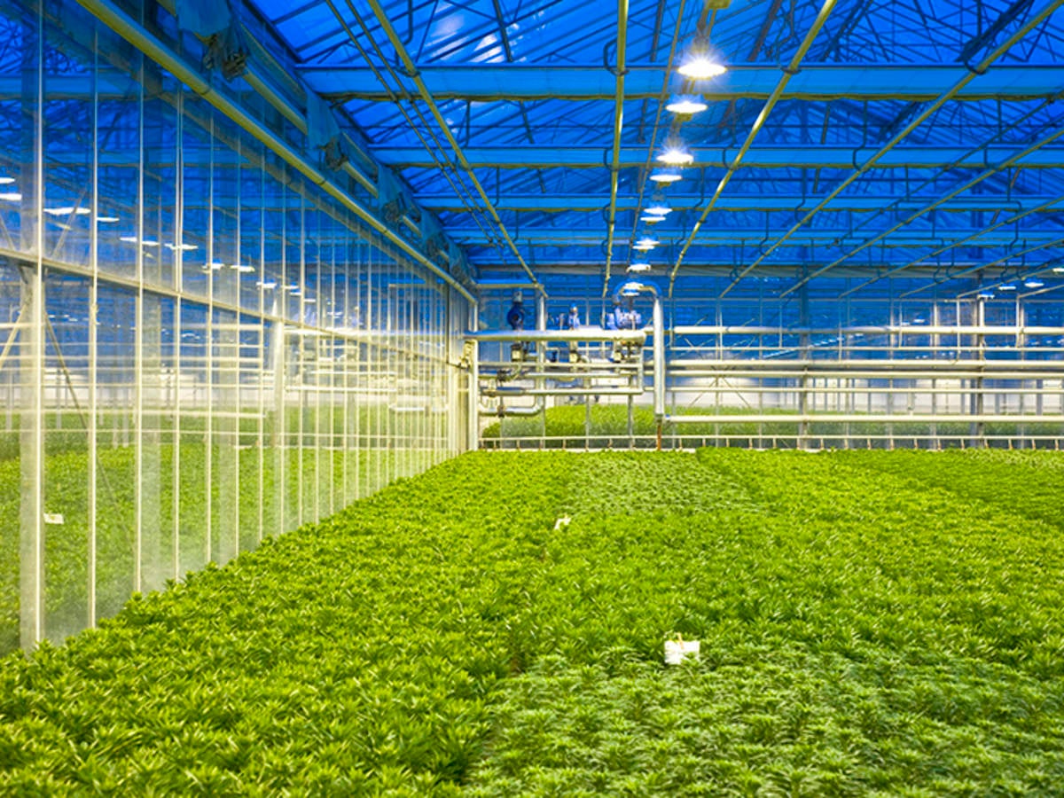 Glasshouse