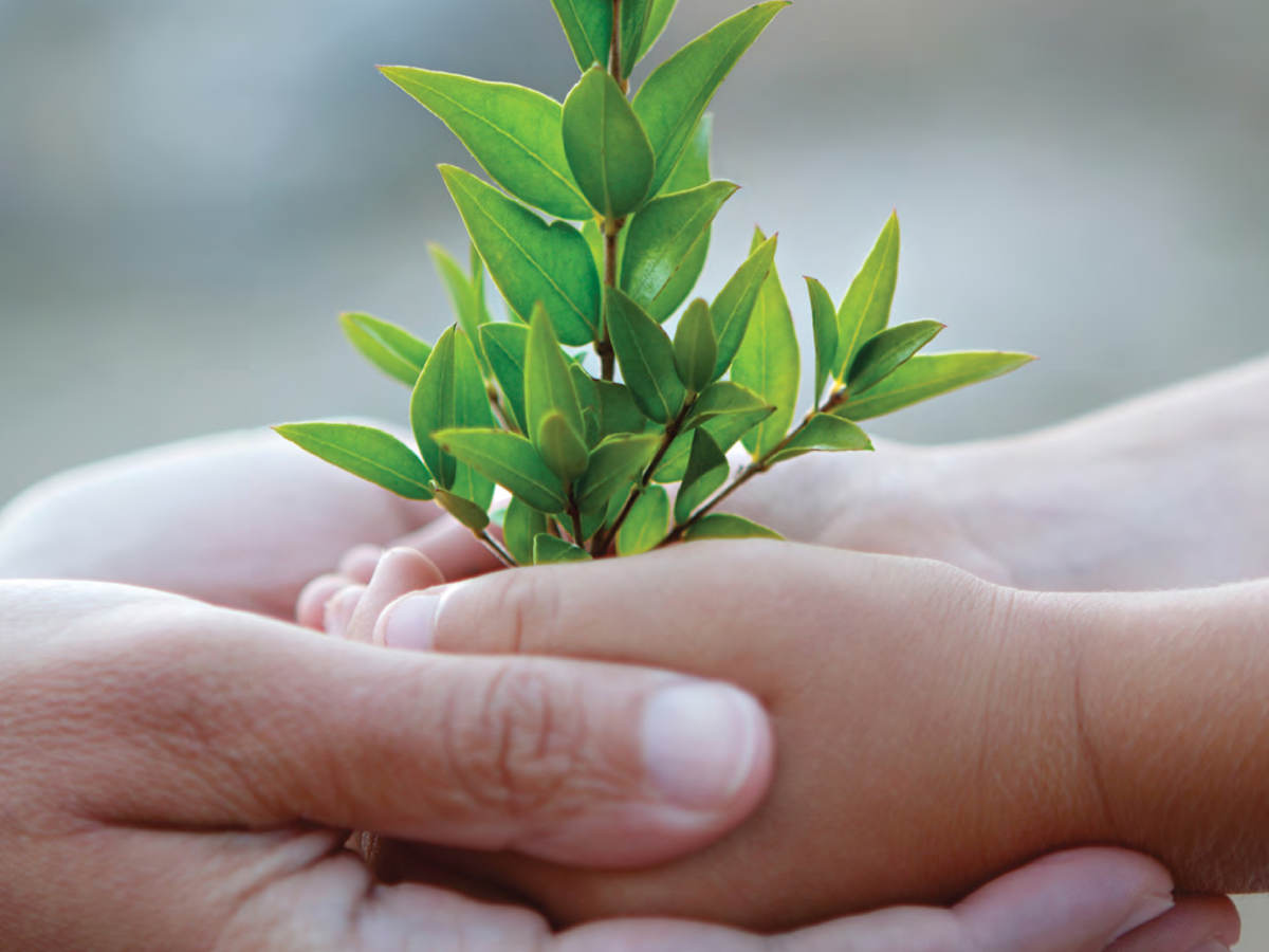Photo of hands cupped holding a very small tree