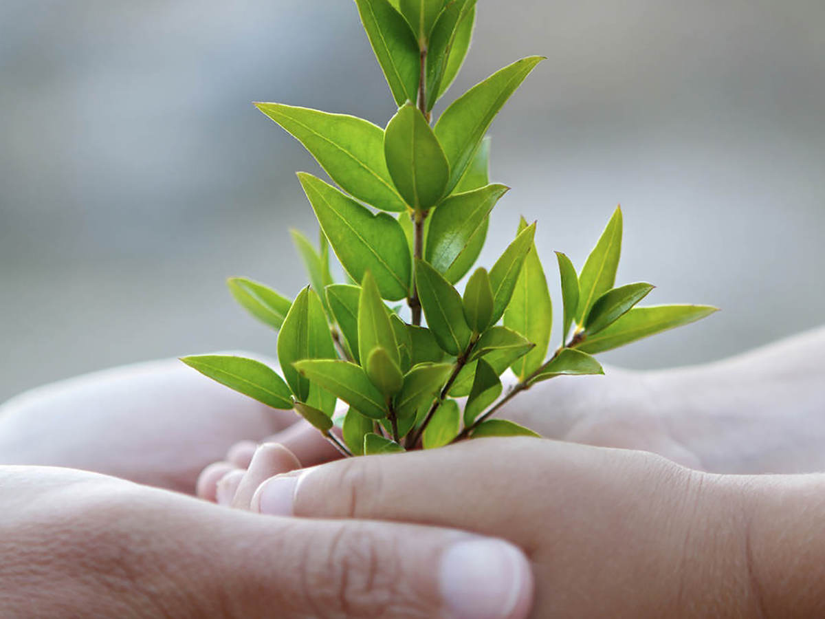 Adult and child hands holding small plant in support of corporate sustainability
