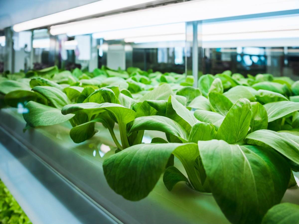 Vegetables growing in indoor farm 