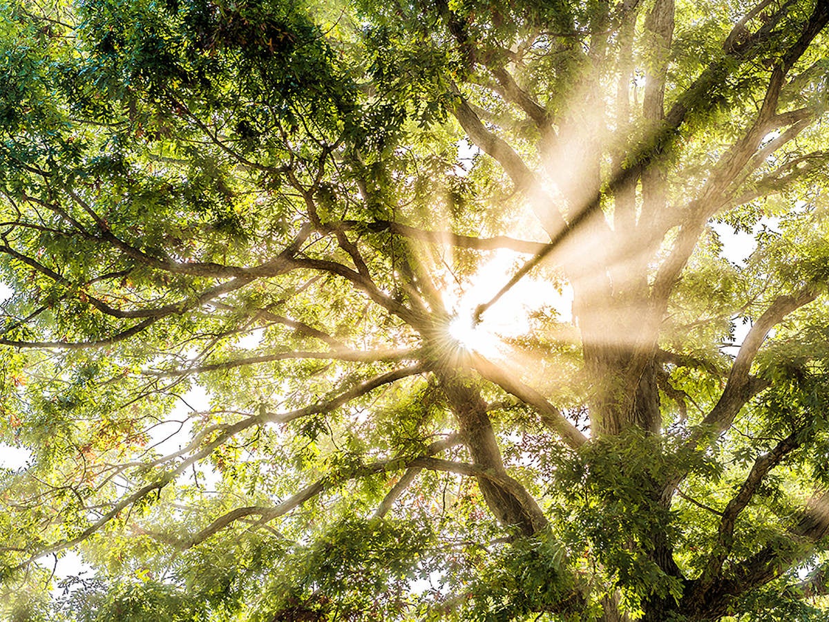 Sunshine through treetop canopy