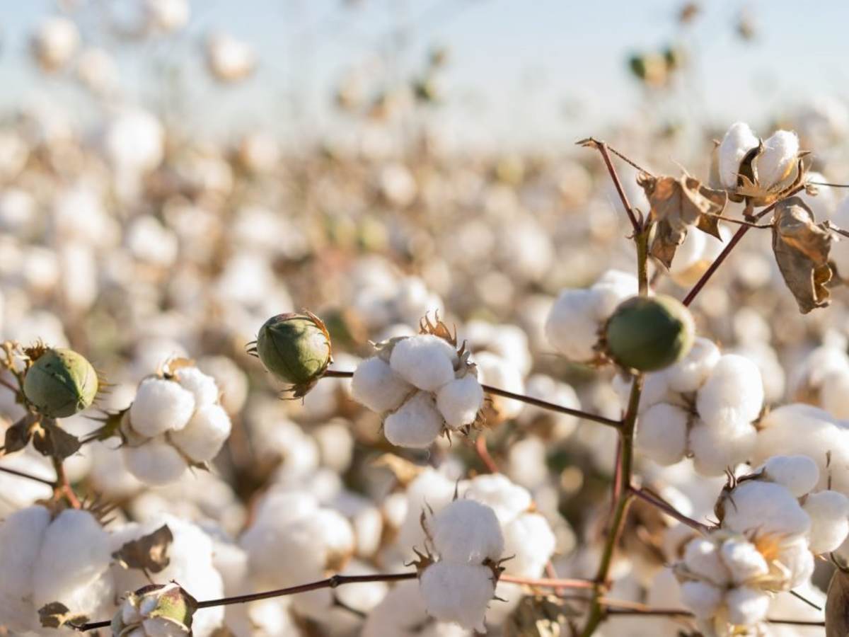 Picture of a field of cotton