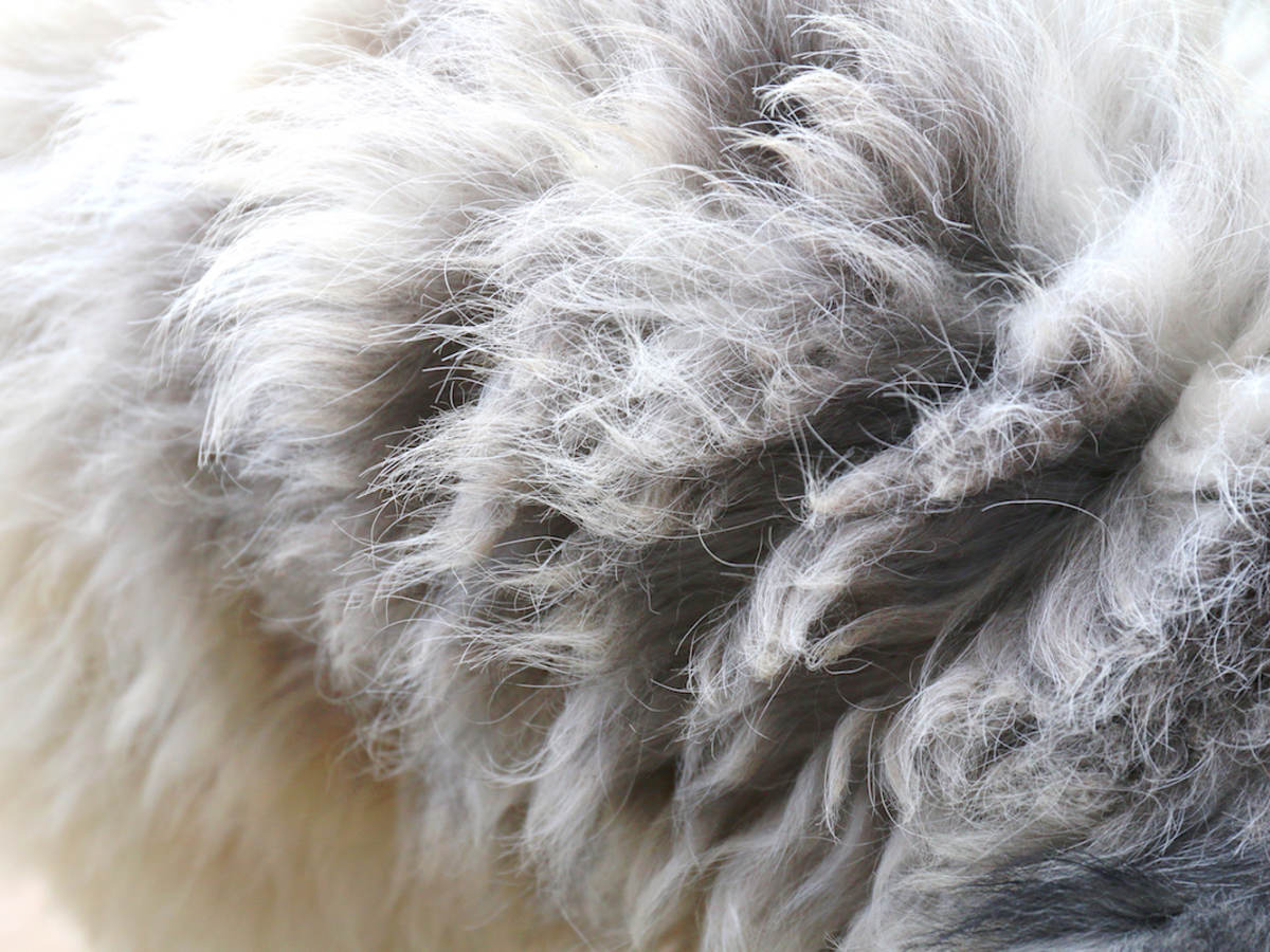Fur Bans in the U.S. Webinar