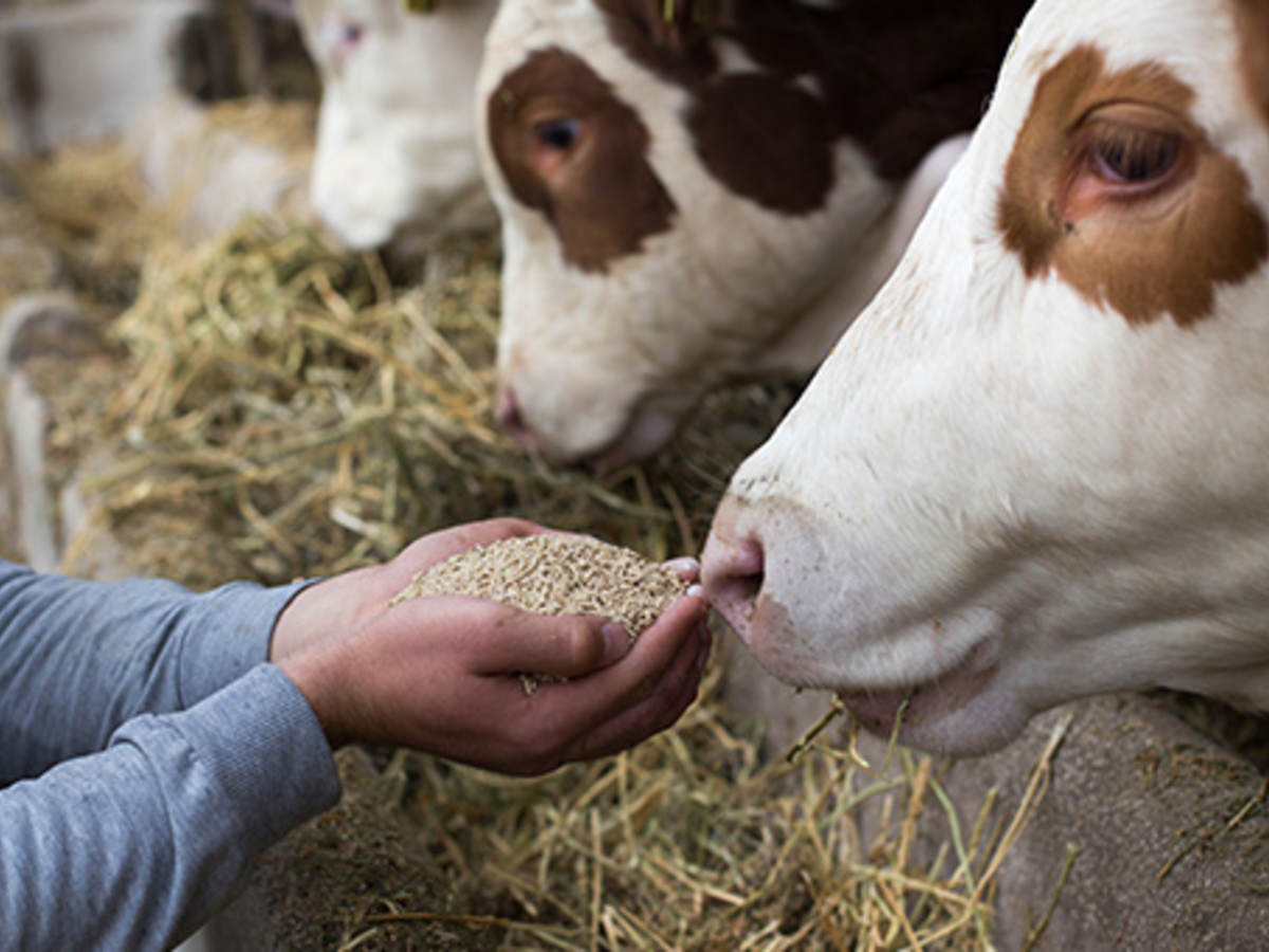man giving a cow feed