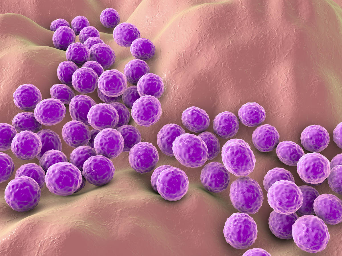 Staph Pathogen 