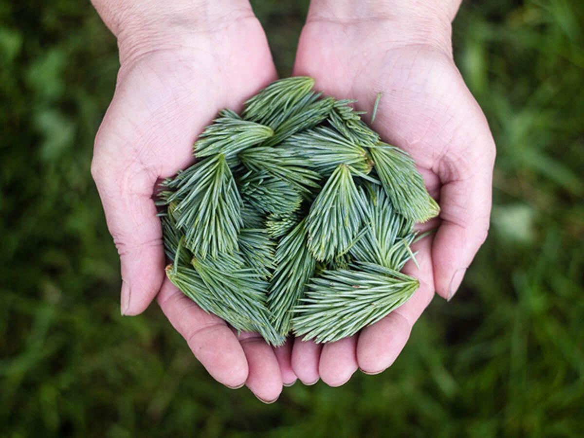 Hands holding green pine cones