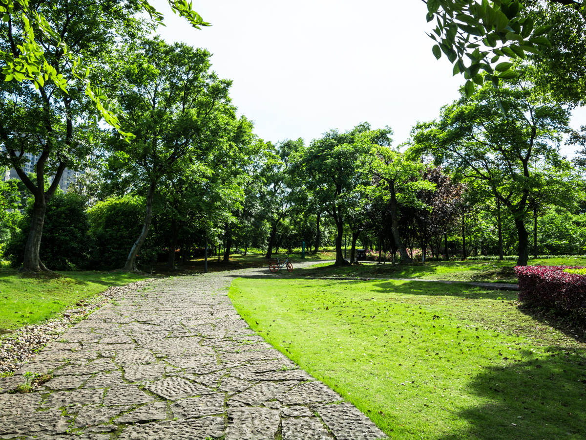 rock pathway in forest 
