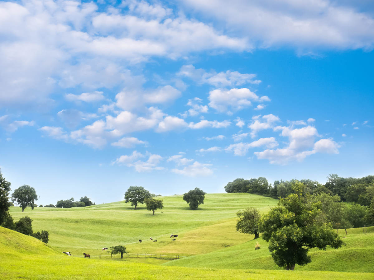 Open field with open blue sky