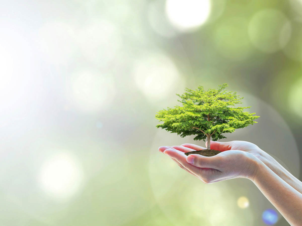 Extended hand with tree growing in the person’s palm