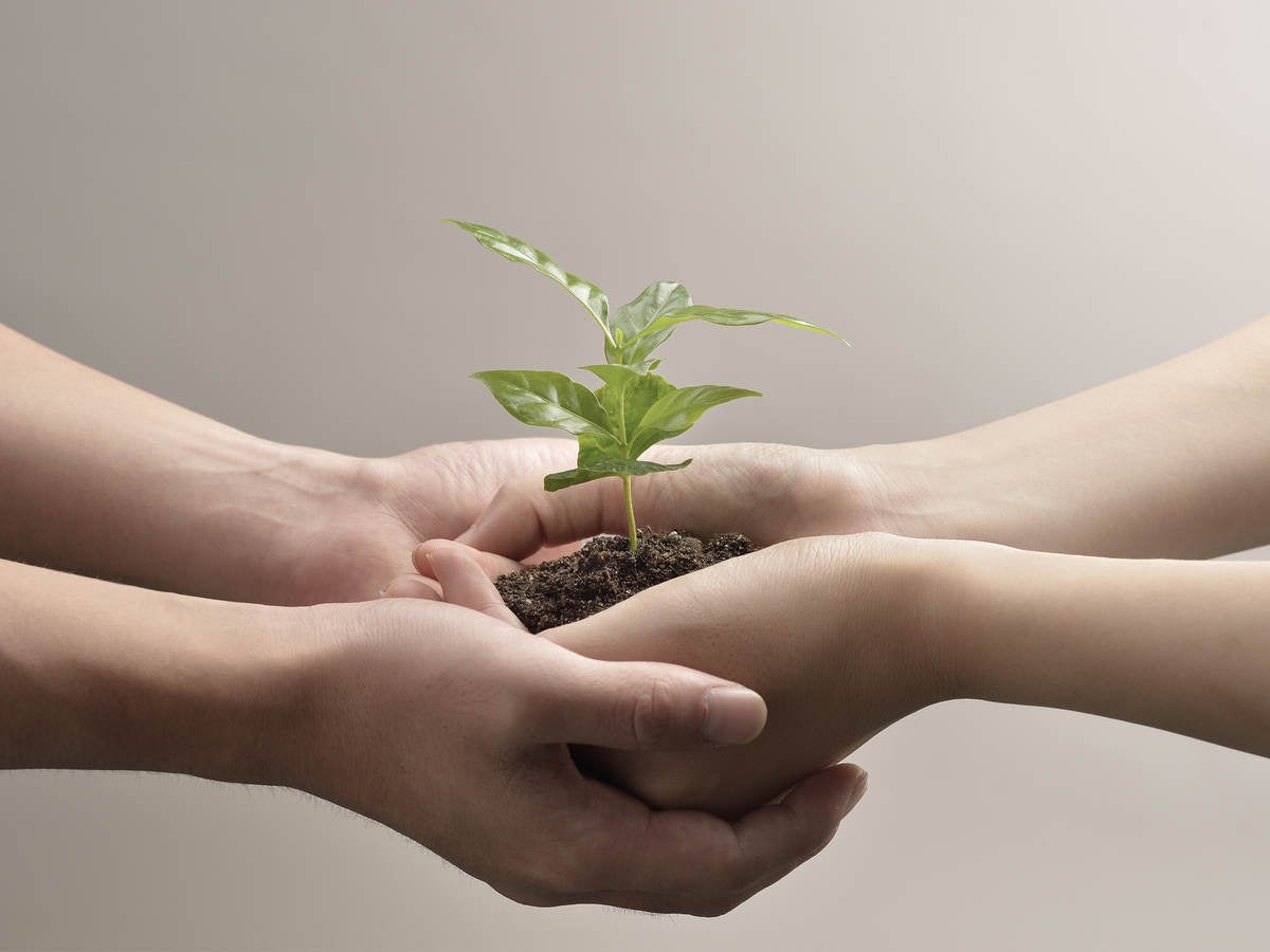 Woman and man hands holding a small green plant seedling