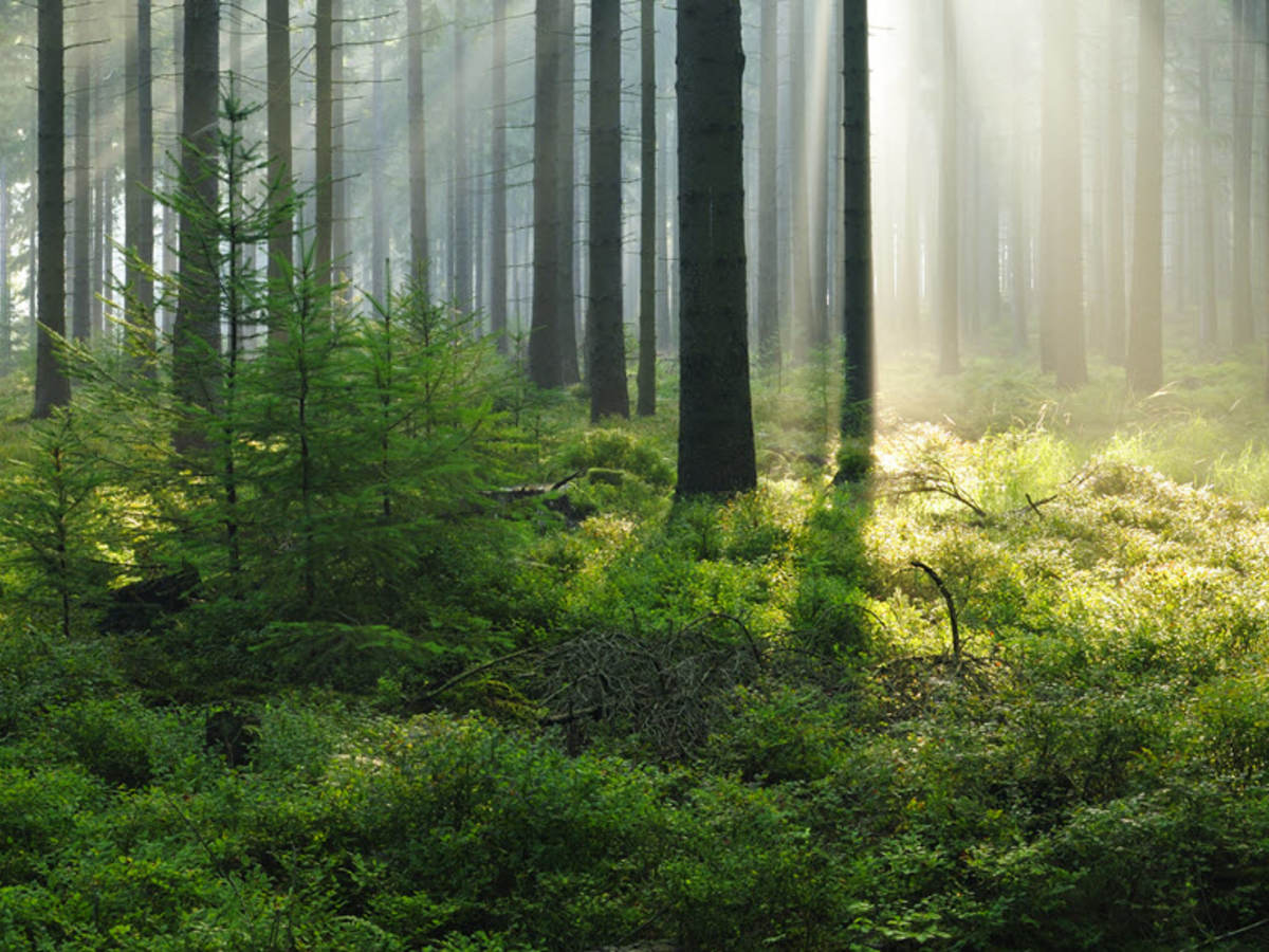 woods and sunlight