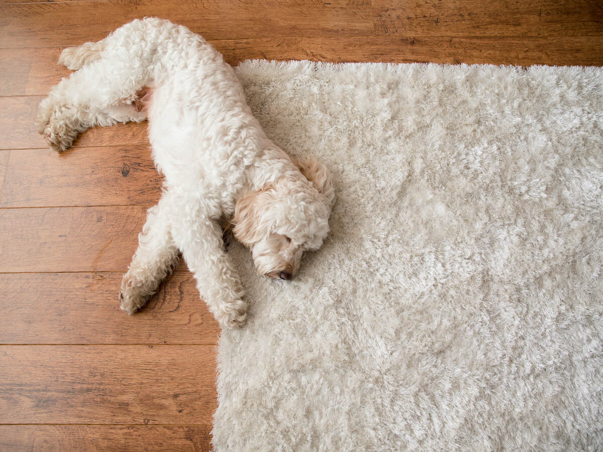 White dog laying on white area rug over hardwood floor
