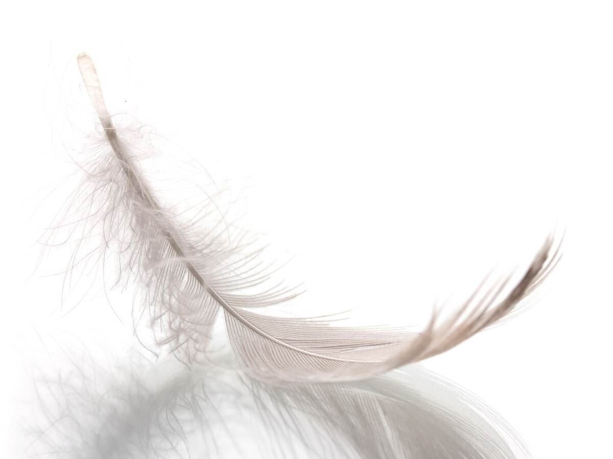 a photo of a floating feather