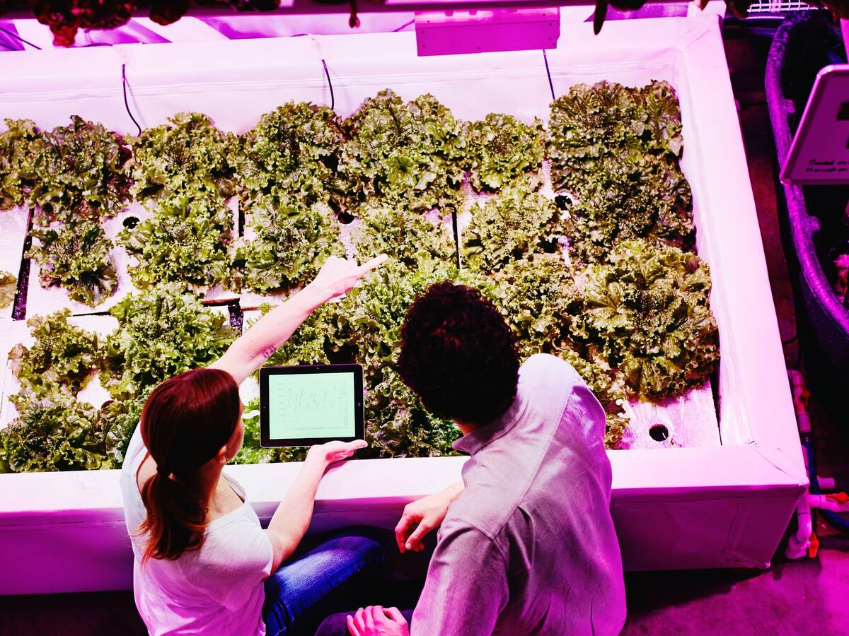 Engineers check plant growth in a greenhouse under specialized horticultural lighting.