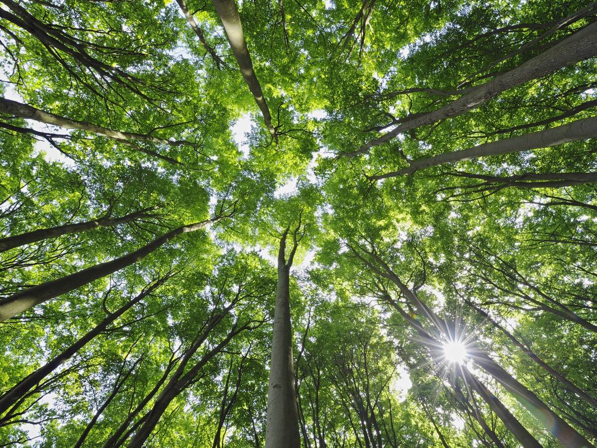 Sunlight through trees