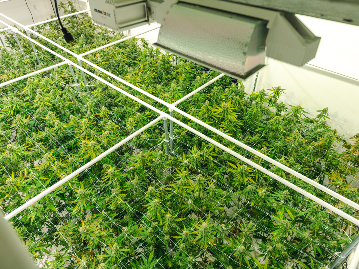 Overhead view of the bright green plant canopy at a legal commercial cannabis warehouse