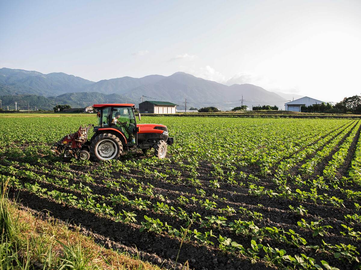 Farmer driving a red tractor through a field of soybean plants with mountains in the background.