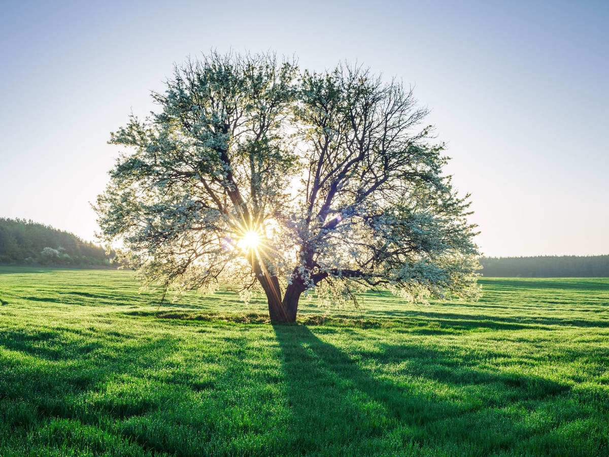 Tree and sun.