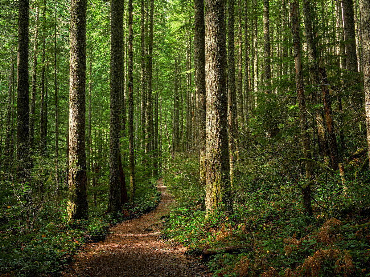 Path through sunlit forest