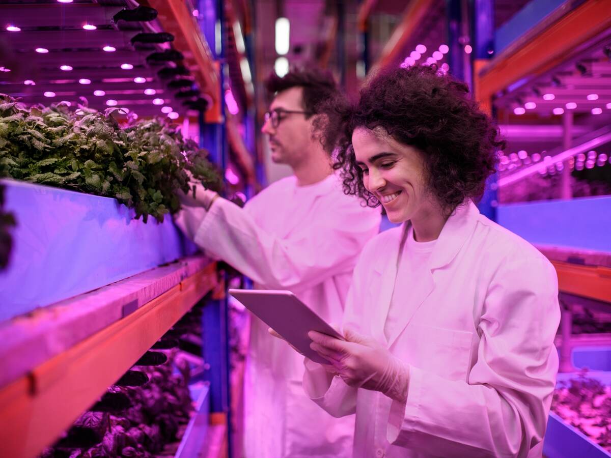 Horticultural scientists check plant growth under the lighting system in a greenhouse.