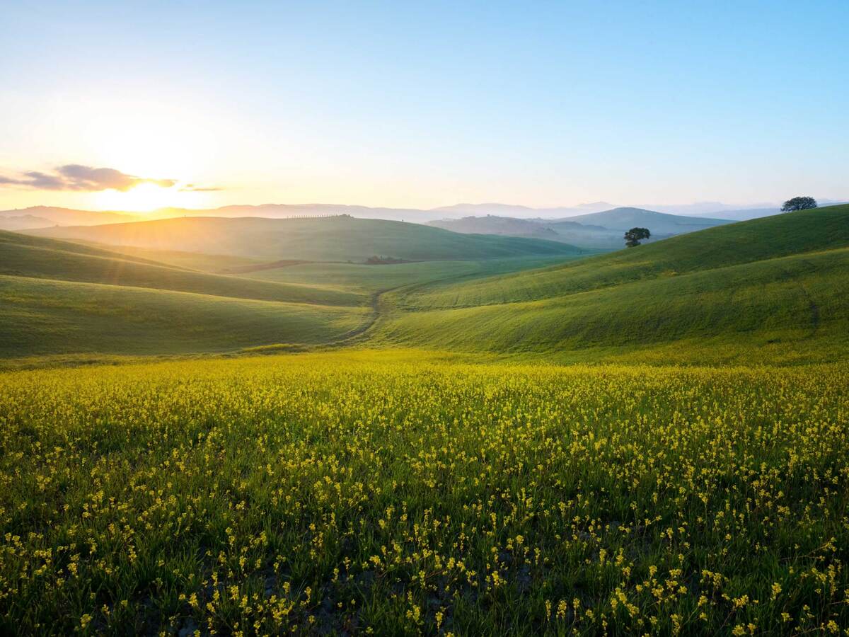 Sunrise on a green valley with little yellow flowers
