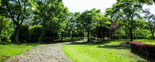 rock pathway in forest 