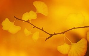 Tree Branch with yellow leaves.