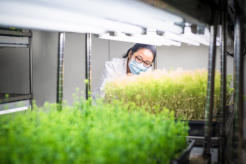 Scientist examining transgenic plants in growth chamber